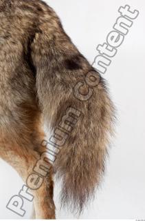 Wolf leg photo reference 0006